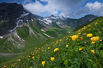 Globeflowers (Trollius europaeus) growing in meadow, the Grauspitz (2,599m) in the distance, the highest mountain in Liechtenstein, June 2009