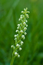 Small white orchid (Pseudorchis albida) in flower, Liechtenstein, June 2009
