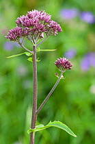 Alpendost (Adenostyles glabra) in flower, Liechtenstein, July 2009