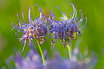 Round-headed rampion (Phyteuma orbiculare) flowers, Liechtenstein, July 2009