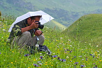 Photographer, Edwin Giesbers, under umbrella photographing flowers in alpine meadow in the rain for Wild Wonders of Europe mission, Liechtenstein, July 2009