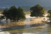 Trees, mainly White willow (Salix alba) in flooded karst plateau, Livanjsko Polje, Bosnia and Herzegovina, May 2009