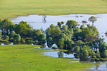 Trees in flood water, mainly White willow (Salix alba) with some White mulberry (Morus alba) Aspen, Poplar and Ash trees, Kazanc area, Livanjsko Polje (karst plateau) Bosnia and Herzegovina, May 2009