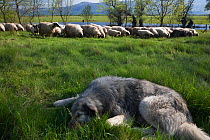 Tornjak mountain sheep dog resting near herd of sheep in a partially flooded area, Livanjsko Polje (karst plateau) Bosnia and Herzegovina, May 2009