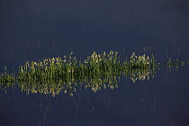 Summer snowflake / Lodden lily (Leucojum aestivum) flowers in a flooded area, Livanjsko Polje (karst plateau) Bosnia and Herzegovina, May 2009