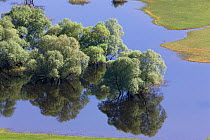 Flooded trees, mainly White willow (Salix alba) Livanjsko Polje (karst plateau) Bosnia and Herzegovinam May 2009