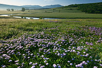Globe daisy (Globularia meridionalis) flowers by the Sturba River, Southern Livanjsko Polje (karst plateau) Bastasi area, Bosnia and Herzegovina, May 2009