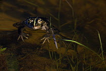 Marsh frog (Rana ridibunda) with head above water, Bastasi area, Livanjsko Polje (karst plateau) Bosnia and Herzegovina, May 2009