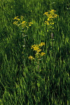 Perfoliate Alexanders (Smyrnium perfoliatum) in flower, Northern Livanjsko Polje (karst plateau)Bastasi area, Bosnia and Herzegovina, May 2009