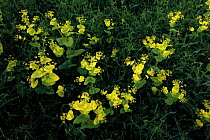 Perfoliate alexanders (Smyrnium perfoliatum) flowers and Hairy vetch (Vicia villosa) Bastasi area, Northern Livanjsko Polje (karst plateau) Bosnia and Herzegovina, May 2009