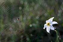 Orb weaver spider (Larinioides sp) on web near a Daffodil, probably (Narcissus radiiflorus) near the Sturba river, Bastasi area, Southern Livanjsko Polje basin (karst plateau) Bosnia and Herzegovina,...