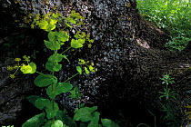 Perfoliate alexanders (Smyrnium perfoliatum) in flower at the base of a pedunculate oak (Quercus robur) Bastasi area, Northern Livanjsko Polje (karst plateau) Bosnia and Herzegovina, May 2009