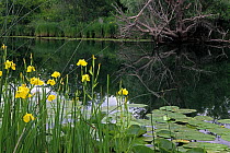 Yellow flag iris (Iris pseudacorus) in flower and Yellow water lily (Nuphar lutea) leaves on water, Hutovo Blato Nature Park, Bosnia and Herzegovina, May 2009