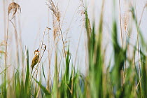 Great reed warbler (Acrocephalus arundinaceus) singing amongst Common reeds (Phragmites australis) Hutovo Blato Nature Park, Bosnia and Herzegovina, May 2009