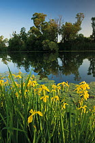Yellow flag iris (Iris pseudacorus) flowers and Yellow water lily (Nuphar lutea) leaves on water, with White willow (Salix alba) trees along a channel in the Hutovo Blato Nature Park, Bosnia and Herze...