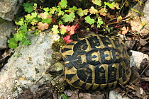 Hermann's / Dalmatian tortoise (Testudo hermanni hercegovinensis) near Svitava Lake, Hutovo Blato Nature Park, Bosnia and Herzegovina, May 2009