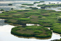Reed (Phragmites australis) islands, Svitavsko Lake, Hutovo Blato Nature Park, Bosnia and Herzegovina, May 2009