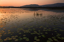 Yellow water lilies (Nuphar lutea) and White water lilies (Nymphaea alba) on Deransko Lake at sunset, Hutovo Blato Nature Park, Bosnia and Herzegovina, May 2009 WWE OUTDOOR EXHIBITION.