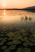 Yellow water lilies (Nuphar lutea) and White water lilies (Nymphaea alba) on Deransko Lake at sunset, Hutovo Blato Nature Park, Bosnia and Herzegovina, May 2009