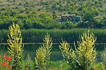 An old truck full of beehives near Skrka Lake, Common poppies (Papaver rhoeas) and (Verbascum speciosum) in the foreground, Hutovo Blato Nature Park, Bosnia and Herzegovina, May 2009