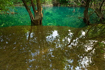 Ash tree (probably Fraxinus angustifolia) reflected in flood water in a forest along the Trebizat River, Bosnia and Herzegovina, May 2009