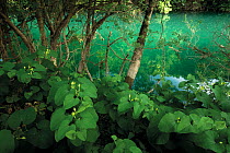 Flowering birtworth (Aristolochia clematitis) by Ash trees (probably Fraxinus angustifolia) in riparian forest along the Trebizat River, Bosnia and Herzegovina, May 2009