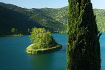 Mediterranean cypress (Cupressus sempervirens) on the edge of Ocua jezero, one of the Bacinska Jezera (Lakes of Bacina) Dalmatia region, Croatia, May 2009