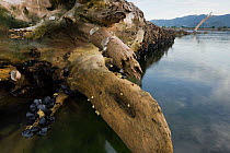 Fallen White willow (Salix alba) in the sea, with Mussels (Mytilus sp) and Limpets (Patella sp) on trunk, Adriatic sea in the Neretljanski kanal, mouth of the Neretva river delta, Dalmatia region, Cro...