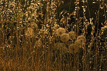 Goat's beard (Tragopogon pratensis) and winter wild oat (Avena sterilis) in seed, Neretva river delta, Dalmatia region, Croatia, May 2009