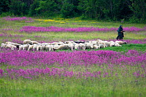 Herd of sheep with an old lady sheperd in a meadow of flowering Sticky catchfly (Silene viscaria) near the village of Gubin, Livanjsko Polje, Bosnia and Herzegovina, May 2009
