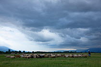 Herd of sheep with shepherd in the Nuglasica area, Livanjsko Polje (karst plateau) Bosnia and Herzegovina, May 200