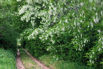 Secondary road on the Livanjsko Polje, with Black locust tree (Robinia pseudoacacia) blowing in the wind, Caprazlije area, Livasnsko Polje, Bosnia and Herzegovina, May 2009