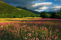 Meadow with flowering Sticky catchfly (Silene viscaria) and slopes of the Dinara mountain range, Gubin area, Livanjsko Polje, Bosnia and Herzegovina, May 2009
