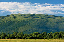 Broadleaved patch of forest, Caprazlije area of the Livansko Polje plain, Staretina mountain in the distance, Bosnia and Herzegovina, May 2009