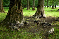 Turopolje piglets (rare breed) in a Slavonian / Common oak (Quercus robur) and Ash (Fraxinus sp) forest, near Muilovcica village, Lonjsko Polje Nature Park, Sisack-Moslavina county, Slavonia region,...