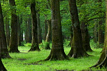 Slavonian / Common oak (Quercus robur) and Ash (Fraxinus sp) forest, near Muilovcica village, Lonjsko Polje Nature Park, Sisack-Moslavina county, Slavonia region, Posavina area, Croatia, June 2009