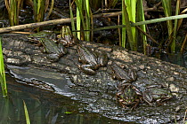 Common european frogs (Pelophylax kl. esculentus) the hybrid of the Pool frog (Pelophylax lessonae) and the Marsh frog (Pelophylax ridibundus) on tree trunk submersed in water, near Muilovcica village...