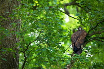 Juvenile White tailed eagle (Haliaeetus albicilla) in an Slovenian / Common oak (Quercus robur) forest, Lonjsko Polje Nature Park, Ramsar Site, Sisack-Moslavina county, Slavonia region, Posavina area,...