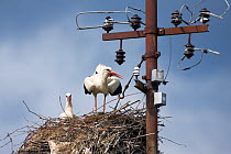 White stork (Ciconia ciconia) pair on nest, Jasenovac village, Lonjsko Polje Nature Park, Sisack-Moslavina county, Slavonia region, Posavina area, Croatia, June 2009