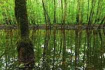 Pool of water left over from the flooded season in a Grey alder (Alnus incana) forest between Koutarica and Mlaka, Lonjsko Polje Nature Park, Sisack-Moslavina county, Slavonia region, Posavina area, C...