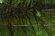 Pool of water left over from the flooded season in a Grey alder (Alnus incana) forest between Koutarica and Mlaka, Lonjsko Polje Nature Park, Sisack-Moslavina county, Slavonia region, Posavina area,...
