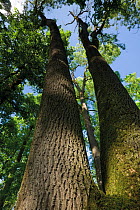 View up an Ash (Fraxinus sp) tree, in a forest, near Muilovcica village, Lonjsko Polje Nature Park, Sisack-Moslavina county, Slavonia region, Posavina area, Croatia, June 2009