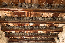 Nesting colony of House martins (Delichion urbicum) in a building, Muilovcica village, Lonjsko Polje Nature Park, Sisack-Moslavina county, Slavonia region, Posavina area, Croatia, June 2009