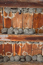 Nesting colony of House martins (Delichion urbicum) in a building, Muilovcica village, Lonjsko Polje Nature Park, Sisack-Moslavina county, Slavonia region, Posavina area, Croatia, June 2009