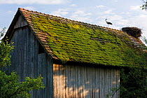 White stork (Ciconia ciconia) by nest on barn roof, Cigoc village, Lonjsko Polje Nature Park, Sisack-Moslavina county, Slavonia region, Posavina area, Croatia, June 2009