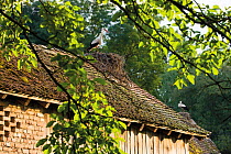 White storks (Ciconia ciconia) nesting on roof, Cigoc village, Lonjsko Polje Nature Park, Sisack-Moslavina county, Slavonia region, Posavina area, Croatia, June 2009