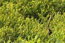 Purple heron (Ardea purpurea) pointing its beak to the sky, Krapje dol (Special ornithological reserve) Sava river, near Krapje village, Lonjsko Polje Nature Park, Ramsar Site, Sisack-Moslavina county...