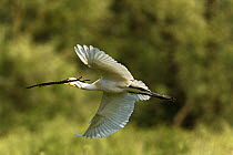 Spoonbill (Platalea leucorodia) in flight carrying nesting material, over the Krapje dol heronry, near Krapje village, Lonjsko Polje Nature Park, Sisack-Moslavina county, Slavonia region, Posavina are...