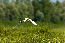 Spoonbill (Platalea leucorodia) in flight over Krapje dol heronry, near Krapje village, Lonjsko Polje Nature Park, Ramsar Site, Sisack-Moslavina county, Slavonia region, Posavina area, Croatia, June 2...