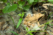 Agile frog (Rana dalmatina) in the undergrowth, with some white willow achenes, Sava river oxbow, near Puska village, Lonjsko Polje Nature Park, Croatia, June 2009